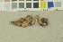  ( - O-F-203739)  @11 [ ] by-nc-sa (2016) Unspecified University of Oslo, Natural History Museum