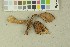  ( - O-F-203790)  @11 [ ] by-nc-sa (2016) Unspecified University of Oslo, Natural History Museum