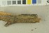 ( - O-F-203801)  @11 [ ] by-nc-sa (2023) Unspecified University of Oslo, Natural History Museum