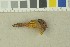  (Aureoboletus gentilis - O-F-203858)  @11 [ ] by-nc-sa (2016) Unspecified University of Oslo, Natural History Museum