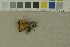  (Otidea nannfeldtii - O-F-203869)  @11 [ ] by-nc-sa (2023) Unspecified University of Oslo, Natural History Museum