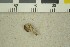  ( - O-F-203996)  @11 [ ] by-nc-sa (2016) Unspecified University of Oslo, Natural History Museum