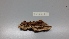  ( - O-F-204041)  @11 [ ] by-nc-sa (2023) Unspecified University of Oslo, Natural History Museum