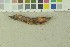  (Hapalopilus aurantiacus - O-F-204046)  @11 [ ] by-nc-sa (2023) Unspecified University of Oslo, Natural History Museum