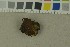  ( - O-F-204220)  @11 [ ] by-nc-sa (2023) Unspecified University of Oslo, Natural History Museum