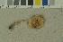  ( - O-F-204241)  @11 [ ] by-nc-sa (2023) Unspecified University of Oslo, Natural History Museum
