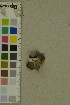  (Helvella solitaria - O-F-204322)  @11 [ ] by-nc-sa (2023) Unspecified University of Oslo, Natural History Museum