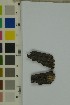  ( - O-F-204332)  @11 [ ] by-nc-sa (2023) Unspecified University of Oslo, Natural History Museum