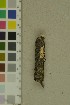  (Antrodia - O-F-204338)  @11 [ ] by-nc-sa (2023) Unspecified University of Oslo, Natural History Museum