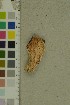  (Rhodonia - O-F-204352)  @11 [ ] by-nc-sa (2023) Unspecified University of Oslo, Natural History Museum