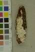  ( - O-F-204359)  @11 [ ] by-nc-sa (2023) Unspecified University of Oslo, Natural History Museum