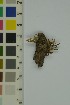  (Lentaria epichnoa - O-F-204360)  @11 [ ] by-nc-sa (2023) Unspecified University of Oslo, Natural History Museum