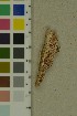  (Junghuhnia - O-F-204363)  @11 [ ] by-nc-sa (2023) Unspecified University of Oslo, Natural History Museum