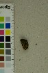  (Cotylidia undulata - O-F-204382)  @11 [ ] by-nc-sa (2025) Unspecified University of Oslo, Natural History Museum