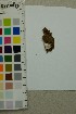  ( - O-F-204390)  @11 [ ] by-nc-sa (2025) Unspecified University of Oslo, Natural History Museum