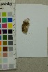  ( - O-F-204390)  @11 [ ] by-nc-sa (2025) Unspecified University of Oslo, Natural History Museum