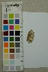  ( - O-F-204393)  @11 [ ] by-nc-sa (2025) Unspecified University of Oslo, Natural History Museum
