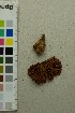  ( - O-F-204468)  @11 [ ] by-nc-sa (2025) Unspecified University of Oslo, Natural History Museum
