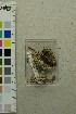  ( - O-F-204479)  @11 [ ] by-nc-sa (2025) Unspecified University of Oslo, Natural History Museum