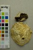  ( - O-F-204480)  @11 [ ] by-nc-sa (2025) Unspecified University of Oslo, Natural History Museum