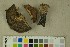  ( - O-F-204484)  @11 [ ] by-nc-sa (2023) Unspecified University of Oslo, Natural History Museum