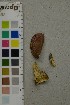  ( - O-F-204494)  @11 [ ] by-nc-sa (2025) Unspecified University of Oslo, Natural History Museum