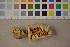  ( - O-F-21120)  @11 [ ] CreativeCommons - Attribution Non-Commercial Share-Alike (2016) Unspecified University of Oslo, Natural History Museum