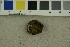  (Rhizopogon luteolus - O-F-21195)  @11 [ ] CreativeCommons - Attribution Non-Commercial Share-Alike (2017) Unspecified University of Oslo, Natural History Museum