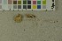  ( - O-F-215102)  @11 [ ] by-nc-sa (2023) Unspecified University of Oslo, Natural History Museum