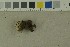  ( - O-F-215118)  @11 [ ] by-nc-sa (2023) Unspecified University of Oslo, Natural History Museum