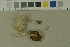  ( - O-F-215123)  @11 [ ] by-nc-sa (2023) Unspecified University of Oslo, Natural History Museum