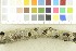  (Biscogniauxia marginata - O-F-21646)  @11 [ ] CreativeCommons - Attribution Non-Commercial Share-Alike (2017) Unspecified University of Oslo, Natural History Museum