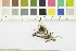  ( - O-F-21775)  @11 [ ] CreativeCommons - Attribution Non-Commercial Share-Alike (2017) Unspecified University of Oslo, Natural History Museum