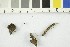  ( - O-F-21785)  @11 [ ] CreativeCommons - Attribution Non-Commercial Share-Alike (2017) Unspecified University of Oslo, Natural History Museum