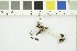  ( - O-F-21926)  @11 [ ] CreativeCommons - Attribution Non-Commercial Share-Alike (2017) Unspecified University of Oslo, Natural History Museum