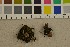  ( - O-F-22054)  @11 [ ] CreativeCommons - Attribution Non-Commercial Share-Alike (2016) Unspecified University of Oslo, Natural History Museum