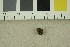  (Hymenogaster sp - O-F-22329)  @11 [ ] CreativeCommons - Attribution Non-Commercial Share-Alike (2017) Unspecified University of Oslo, Natural History Museum