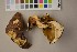  ( - O-F-22421)  @11 [ ] CreativeCommons - Attribution Non-Commercial Share-Alike (2016) Unspecified University of Oslo, Natural History Museum