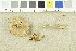  ( - O-F-240243)  @11 [ ] CreativeCommons - Attribution Non-Commercial Share-Alike (2017) Unspecified University of Oslo, Natural History Museum