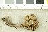  (Entoloma rhombisporum - O-F-242475)  @11 [ ] CreativeCommons - Attribution Non-Commercial Share-Alike (2017) Unspecified University of Oslo, Natural History Museum