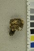  (Lactarius acris - O-F-242517)  @11 [ ] CreativeCommons - Attribution Non-Commercial Share-Alike (2019) Unspecified University of Oslo, Natural History Museum