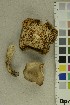  (Lactarius azonites - O-F-244197)  @11 [ ] CreativeCommons - Attribution Non-Commercial Share-Alike (2019) Unspecified University of Oslo, Natural History Museum