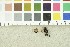  (Ciboria sp - O-F-244238)  @11 [ ] CreativeCommons - Attribution Non-Commercial Share-Alike (2017) Unspecified University of Oslo, Natural History Museum