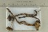  ( - O-F-244455)  @11 [ ] by-nc-sa (2021) Unspecified University of Oslo, Natural History Museum