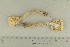  ( - O-F-244590)  @11 [ ] by-nc-sa (2021) Unspecified University of Oslo, Natural History Museum