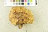 ( - O-F-245197)  @11 [ ] CreativeCommons - Attribution Non-Commercial Share-Alike (2017) Unspecified University of Oslo, Natural History Museum