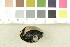  (Ciboria batschiana - O-F-245318)  @11 [ ] CreativeCommons - Attribution Non-Commercial Share-Alike (2017) Unspecified University of Oslo, Natural History Museum