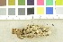  (Nemania confluens - O-F-245501)  @11 [ ] CreativeCommons - Attribution Non-Commercial Share-Alike (2017) Unspecified University of Oslo, Natural History Museum