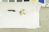  ( - O-F-245662)  @11 [ ] CreativeCommons - Attribution Non-Commercial Share-Alike (2017) Unspecified University of Oslo, Natural History Museum