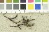  ( - O-F-245715)  @11 [ ] CreativeCommons - Attribution Non-Commercial Share-Alike (2017) Unspecified University of Oslo, Natural History Museum